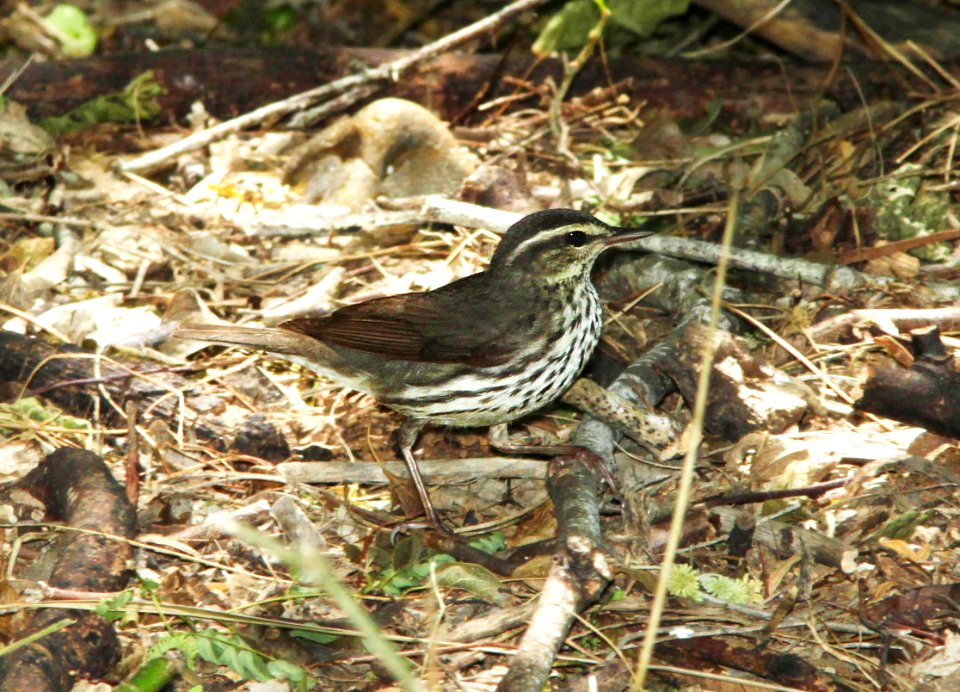 799 - NORTHERN WATERTHRUSH (4-19-12) convention center, south padre island, tx