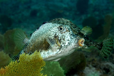 TrunkFish Honeycomb2-0510