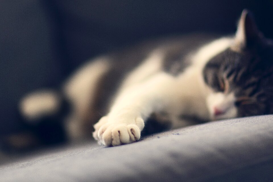 Paw fur cute
