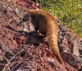 White-Nosed Coati (Nasua narica) (3-9-11) near humboldt cyn, scc, az -03 photo