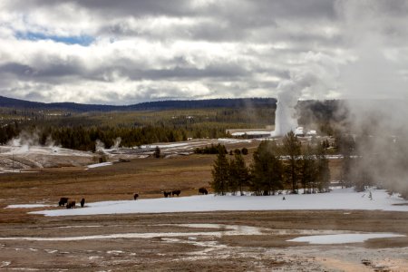 Old Faithful Geyser and bison