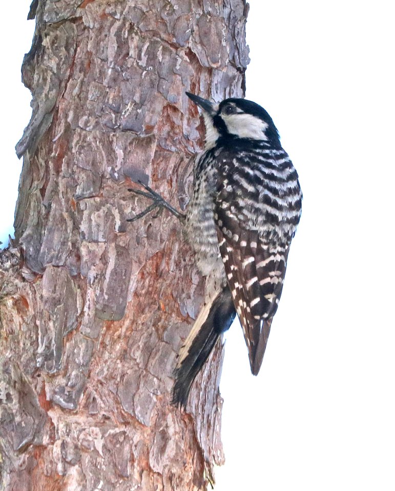 538 - RED-COCKADED WOODPECKER (6-9-2017) adult, patsy pond nature trail, croatan nat forest, carteret co, nc -01