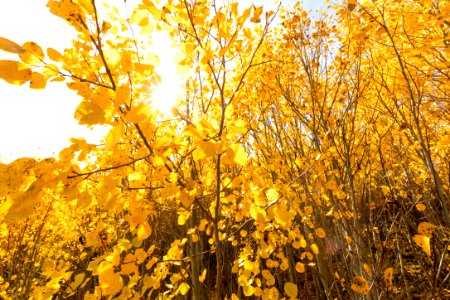 Aspen quaking in the wind photo