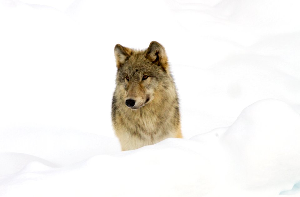 Wolf from the Canyon pack next to road near Norris taken from snowcoach through the glass window