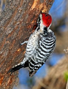 533 - LADDER-BACKED WOODPECKER (1-30-2017) patagonia lake, santa cruz co, az -02