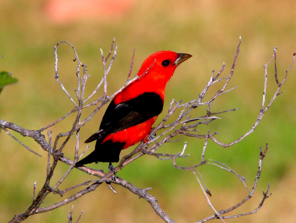912 - SCARLET TANAGER (5-3-14) dry tortugas, monroe co, fl -01