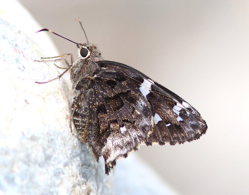SKIPPER, ARIZONA (Cogia arizonensis) (7-25-12) box cyn road, pima co, az -01