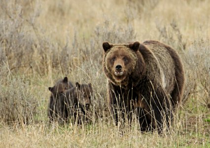 Grizzly sow and cubs