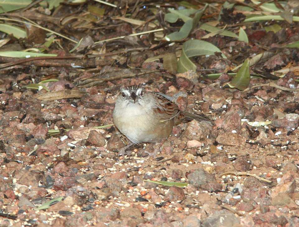 SPARROW, BOTTERI'S (3-6-11) 78 circulo montana, patagonia lake ranch estates, scc, az -03, eating millet seed