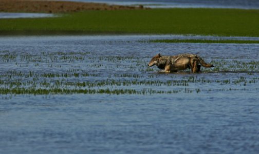 Wolf crossing Alum Creek in Hayden Valley
