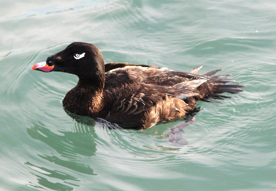 054 - WHITE-WINGED SCOTER (12-17-11) moss landing, ca  (2)