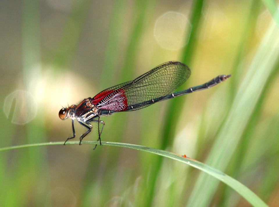 RUBYSPOT, AMERICAN (Hetaeerina americana) (9-24-12) california gulch, scc, az -01