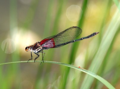 RUBYSPOT, AMERICAN (Hetaeerina americana) (9-24-12) california gulch, scc, az -01