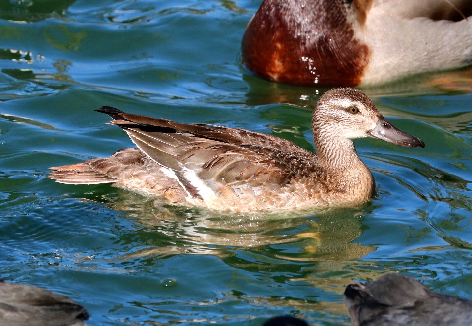 037 - GARGANEY (12-21-2017) santa maria, santa barbara co, ca (11)
