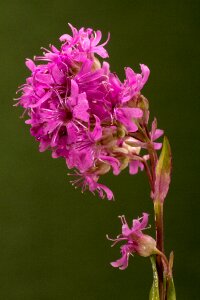 Pink macro wild flower photo