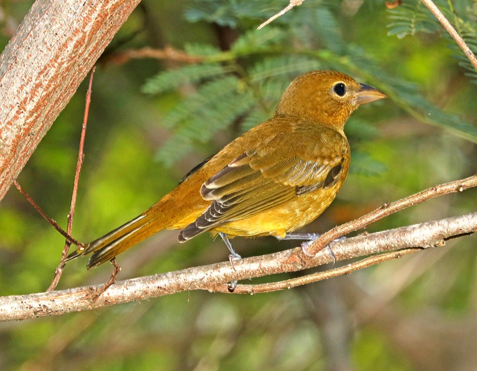 911 - SUMMER TANAGER (11-6-2016) convention center, south padre island, cameron co, tx -02