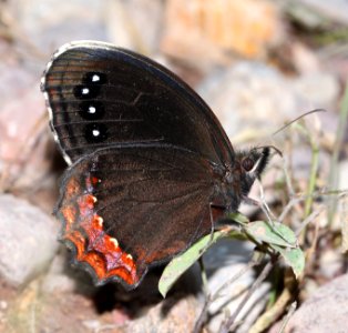 SATYR, RED-BORDERED (Gyocheilus patrobas) (9-6-13) sawmill cyn, huachuca mts, cochise co, az -03