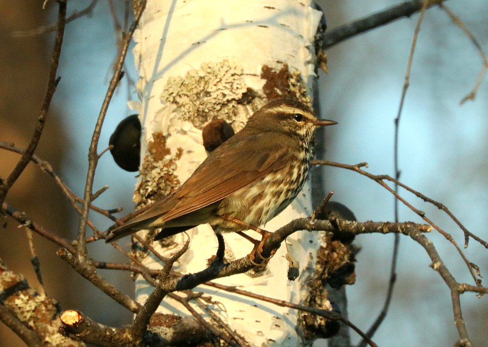 799 - NORTHERN WATER-THRUSH (6-14-2019) slate-colored, sockeyerd, north of willow, ak -03