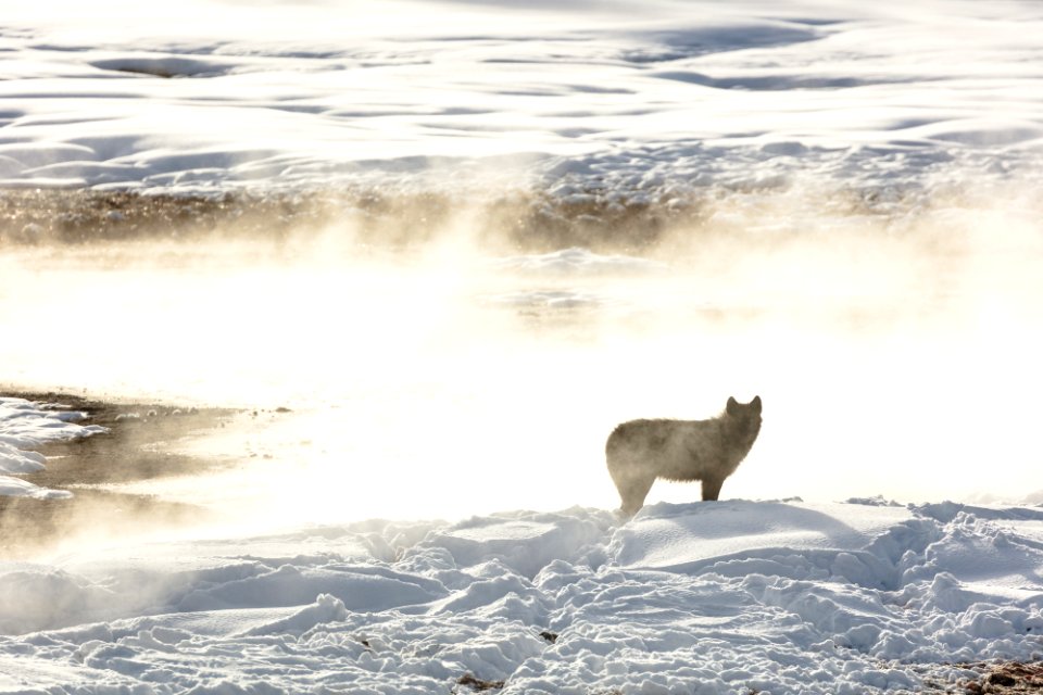 Member of the Wapiti Lake Pack is silhouetted by a nearby hot spring