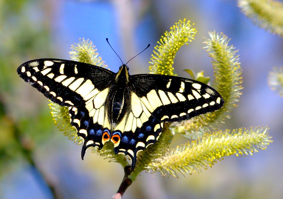 SWALLOWTAIL, ANISE (Papilio zelicaon) (3-8-09) canet rd, morro bay, slo co, ca