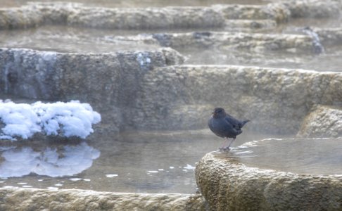 American dipper at Mound Terrace