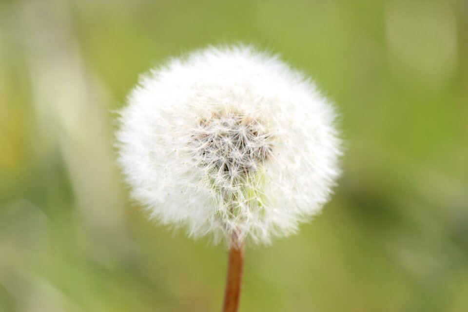 Dandelion fukushima white