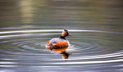 Eared grebe photo