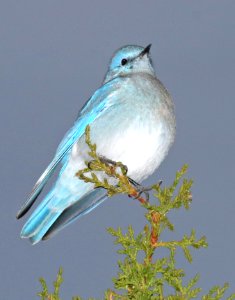 736 - MOUNTAIN BLUEBIRD (10-6-2016) montezuma county, co -02