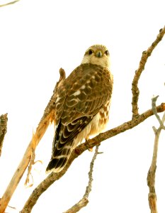551 - MERLIN (12-5-2018) whitewater draw wildlife area, cochise co, az -02