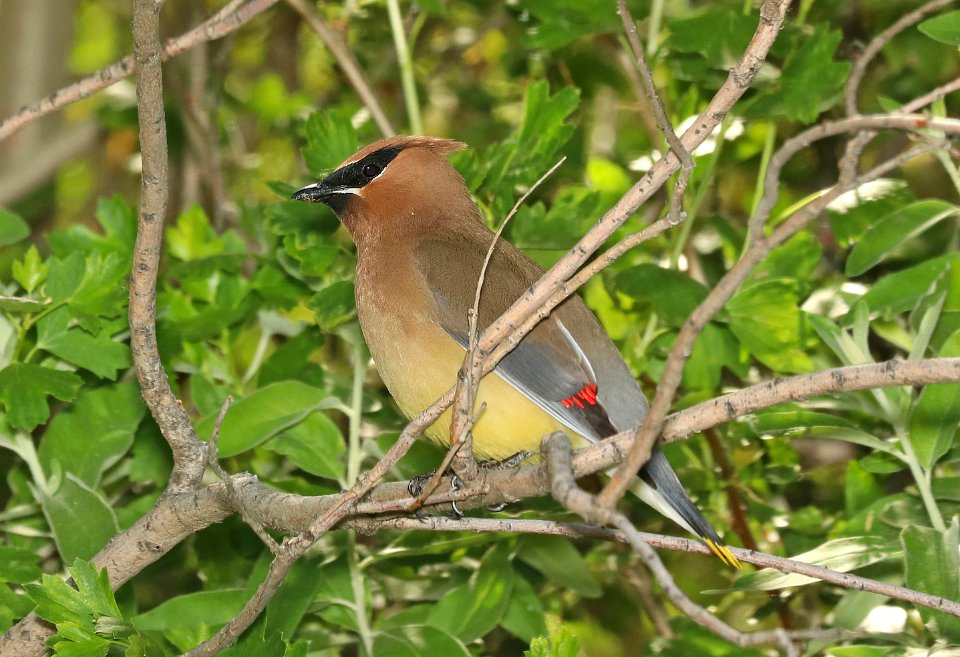 786 - CEDAR WAXWING (6-14-2018) yellowstone co, mt -02
