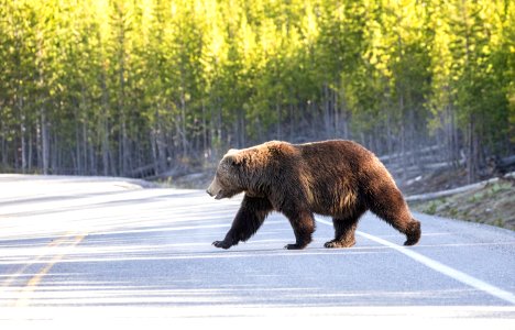 Grizzly bear crossing road
