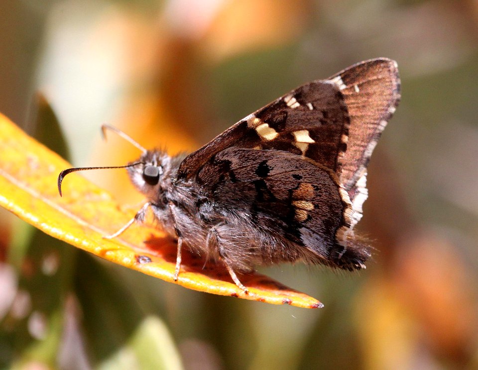 SKIPPER, SHORT-TAILED (4-12-12) madera cyn, scc, az -06