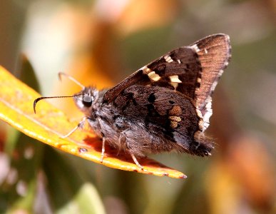 SKIPPER, SHORT-TAILED (4-12-12) madera cyn, scc, az -06