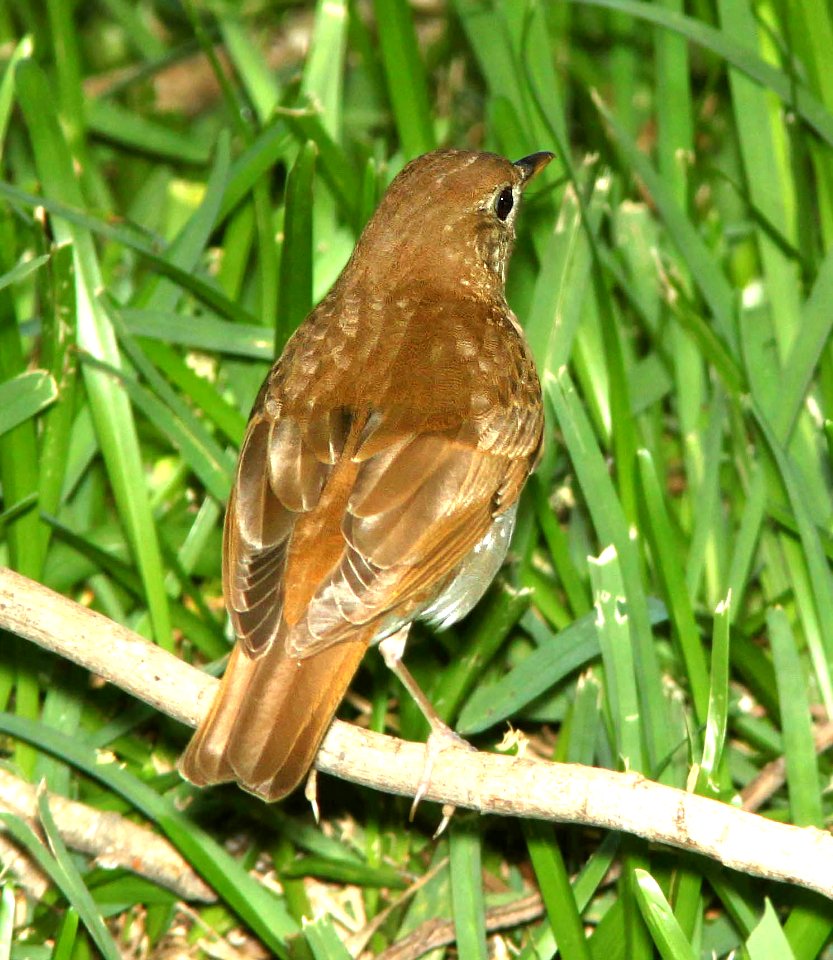 741 - VEERY (4-19-12) convention center, south padre island, tx  (6)