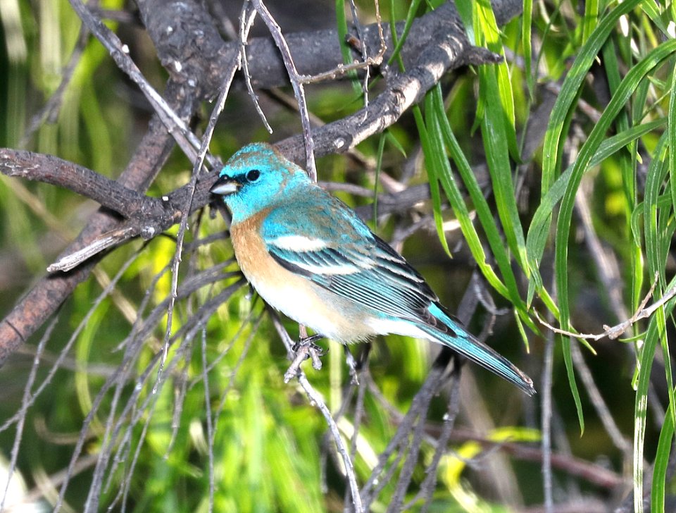 923 - LAZULI BUNTING (4-20-2017)  portal, cochise co, az -02
