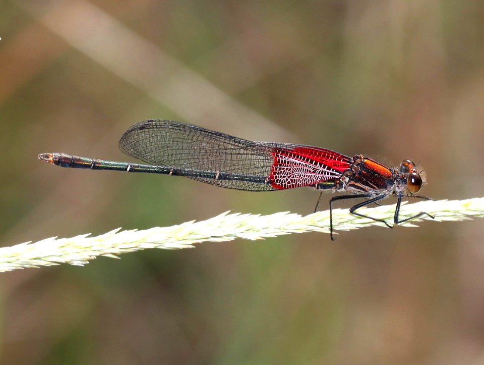 RUBYSPOT, AMERICAN (Hetaeerina americana) (9-26-12) california gulch, pajarito mts, scc, az -02
