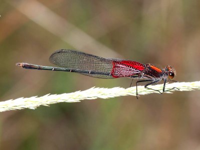RUBYSPOT, AMERICAN (Hetaeerina americana) (9-26-12) california gulch, pajarito mts, scc, az -02
