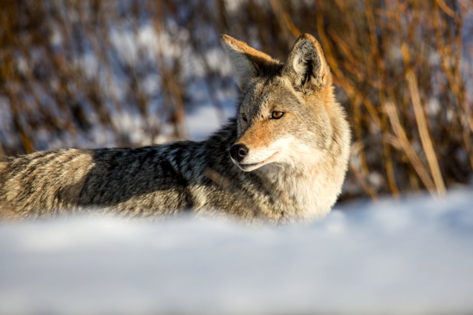 Roadside coyote, Lamar Valley
