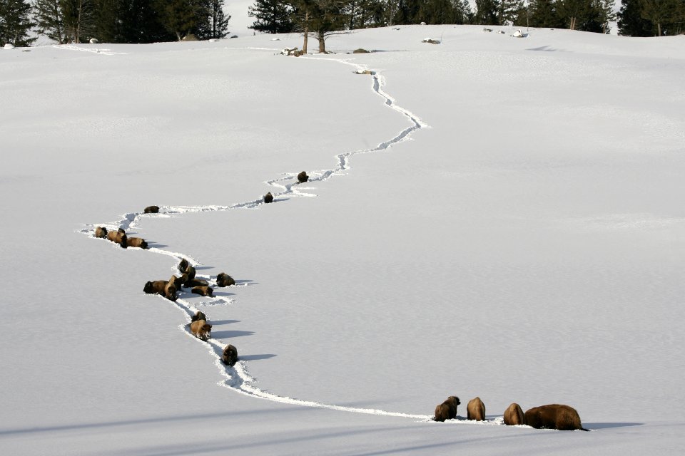 Bison in deep snow