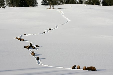 Bison in deep snow