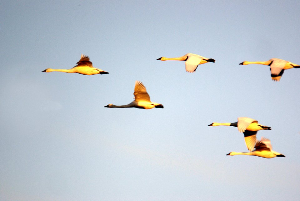 020 - TUNDRA SWAN (2-19-07) northeast ca