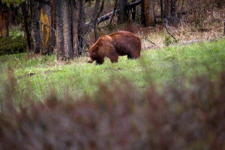 Cinnamon black bear, Soda Butte Creek photo