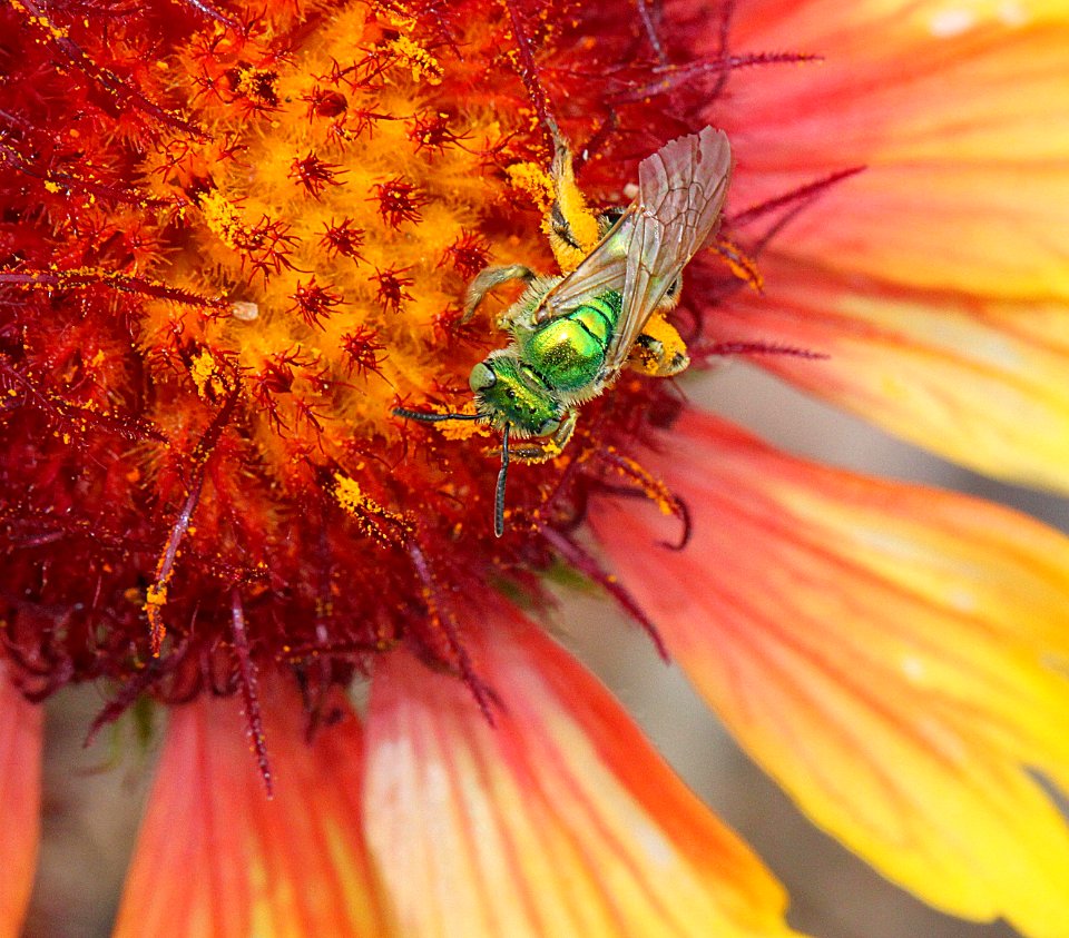 SWEAT BEE, sp (Augochloropsis sp) (9-5-11) 78 circulo montana, patagonia lake ranch estates, scc, az -02