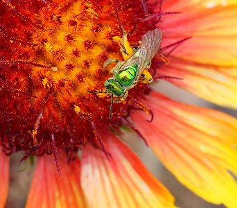 SWEAT BEE, sp (Augochloropsis sp) (9-5-11) 78 circulo montana, patagonia lake ranch estates, scc, az -02
