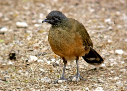 066 - PLAIN CHACHALACA (12-05) Qsanta ana nat w ref, tx