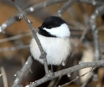 CHICKADEE, BLACK-CAPPED (11-29-09) farmington, nm -03