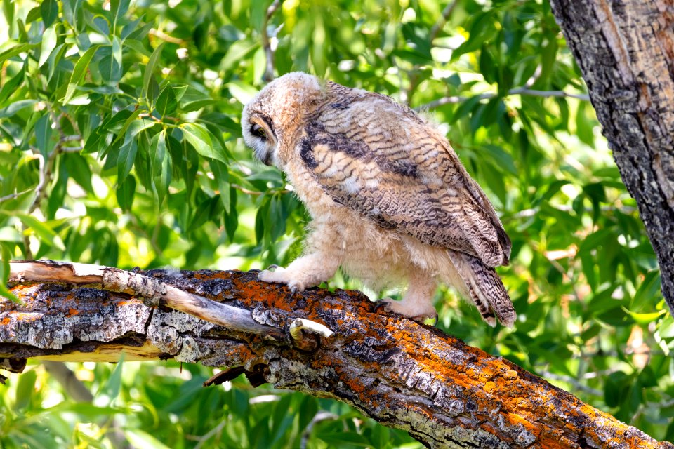 Fledged great horned owl chick walking out on a limb