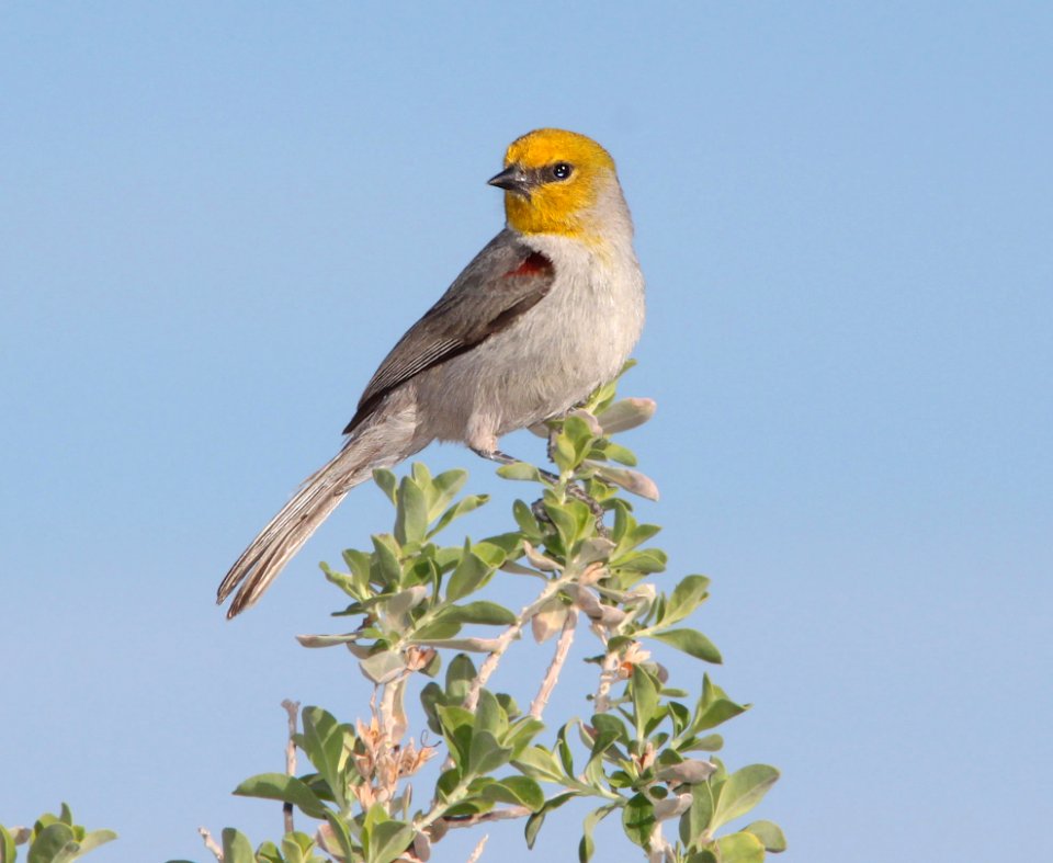 VERDIN (4-4-11) 78 circulo montana, patagonia lake ranch estates, scc, az -01