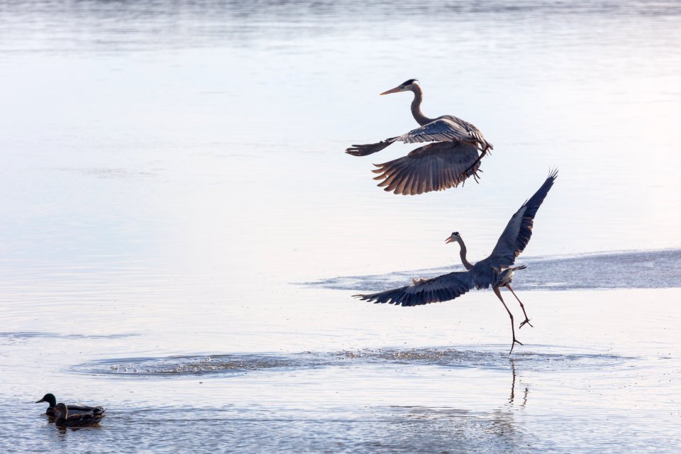Great blue herons (Ardea herodias) land on the Yellowstone River