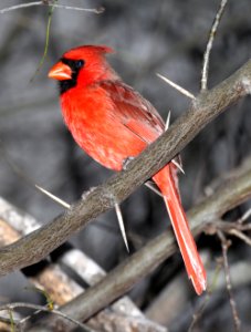 916 - NORTHERN CARDINAL (2-13-2015) americana r v park, mission, hidalgo co, tx -02